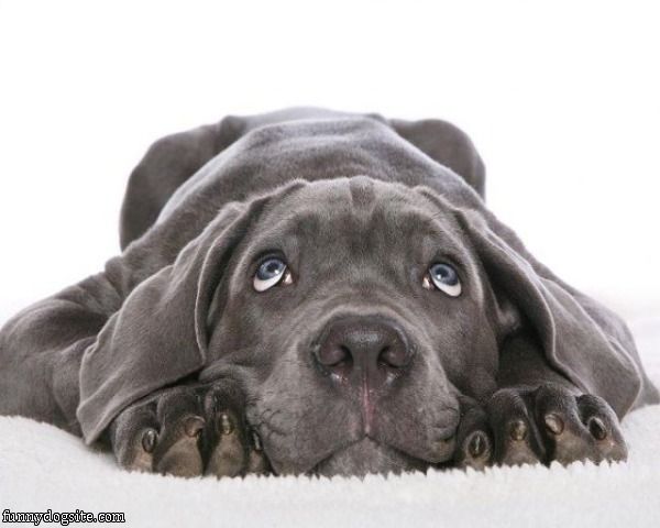 Please Please Please