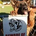Beware This Dog