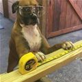 Construction Dog