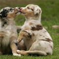 Cute Puppies