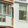 Dog Has His Own Window