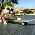 Lets Go Skateboard