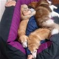 Napping With My Buddies