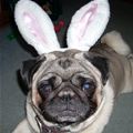 Pugs Bunny