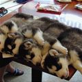 Pups Sleeping On Small Table