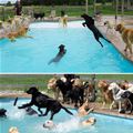 The Doggy Pool Party