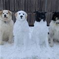 These Snow Dogs