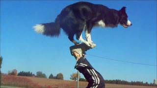 amazing border collie tricks