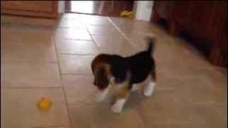 Beagle Puppy Vs Lemon