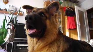 Dogs funny reaction to sounds