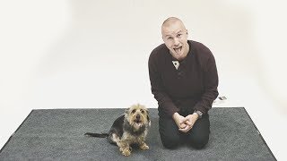 Dogs react to human Barking