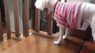 Dog Playing Fetch with herself