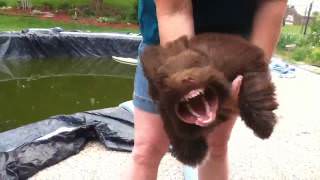 Puppy Vs Leaf Blower