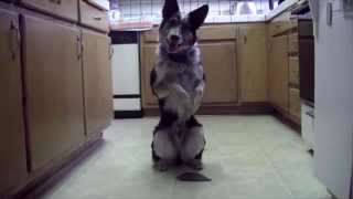 really amazing dog tricks
