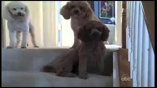 top 10 guiltiest dogs